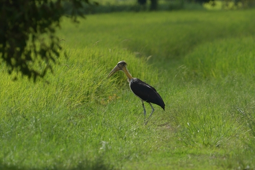 Lesser Adjutant