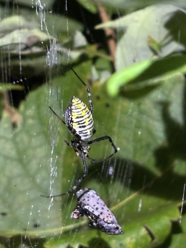 Banded Garden Spider