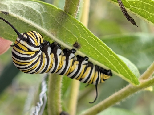 Monarch