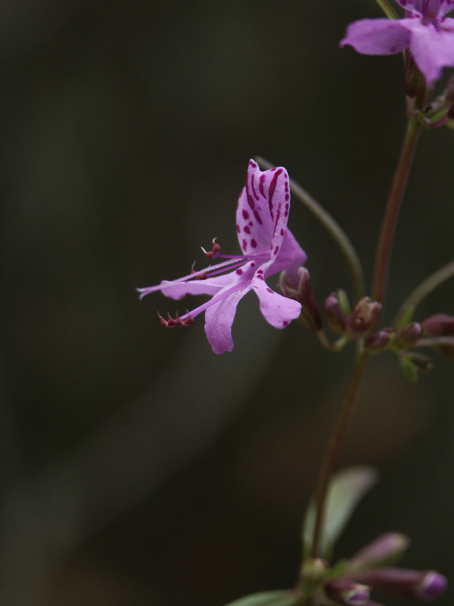 Dicerandra linearifolia var. robustior
