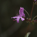 Dicerandra linearifolia robustior - Photo (c) Scott Zona, algunos derechos reservados (CC BY-NC)