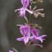 Dicerandra linearifolia - Photo (c) Scott Zona，保留部份權利CC BY-NC