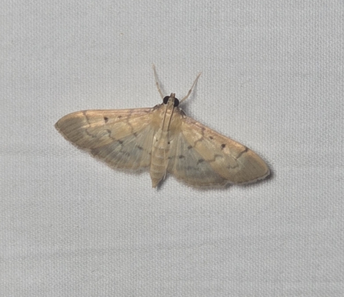 Southern Beet Webworm Moth