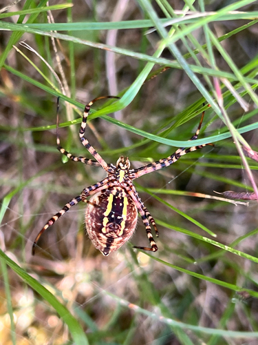 Banded Garden Spider