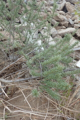 Hippophae rhamnoides