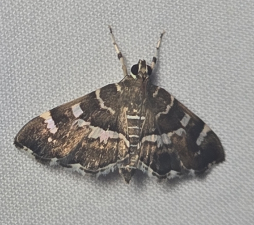 Spotted Beet Webworm Moth