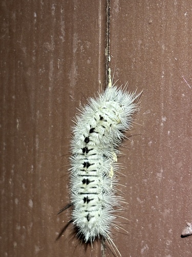 Hickory Tussock Moth