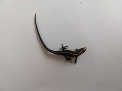 Pholidobolus vertebralis