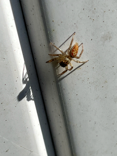 Dimorphic Jumping Spider