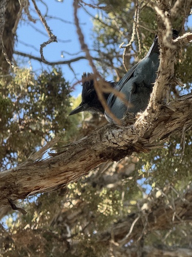 Steller's Jay