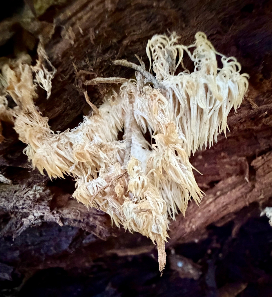 Coral tooth fungus · September 2026 · photo: Photo: (c) sofi v, some rights reserved (CC BY) · iNaturalist