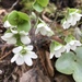 Round-lobed Hepatica - Photo (c) barbaraelmer, some rights reserved (CC BY-NC)