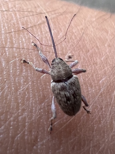 Large chestnut weevil
