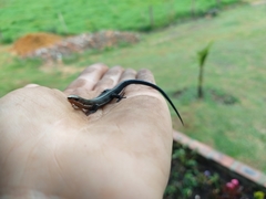 Pholidobolus vertebralis