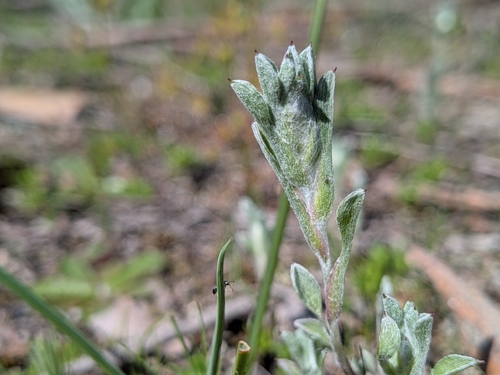 Quinetia urvillei