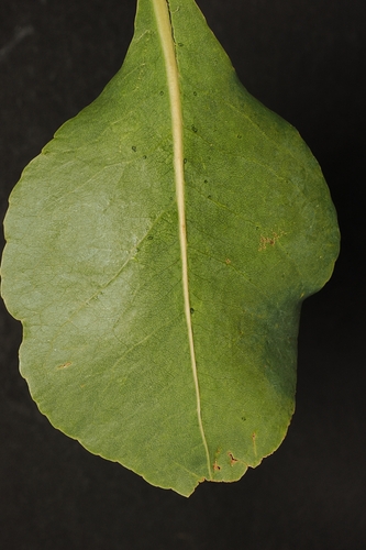 Planchonia careya, photograph 6