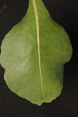 Planchonia careya, photograph (c) Roland Muench, some rights reserved (CC BY)