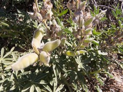 Lupinus argenteus palmeri