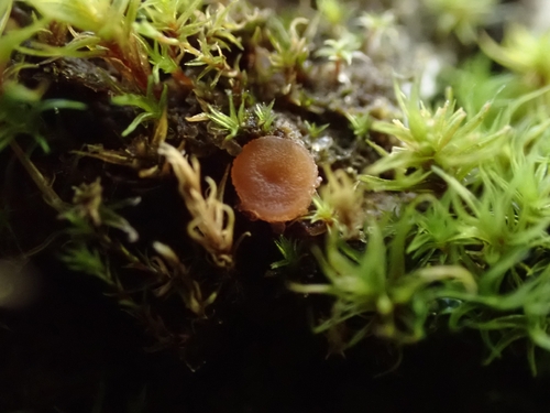 Octospora rustica