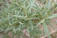 Hippophae rhamnoides