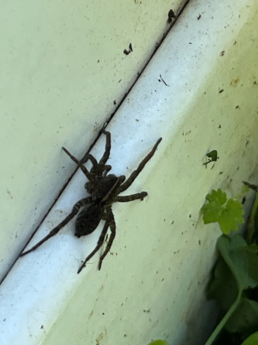 Georgia Wolf Spider