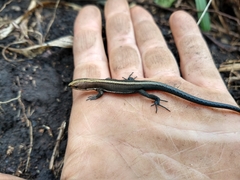 Pholidobolus vertebralis