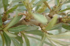 Hippophae rhamnoides
