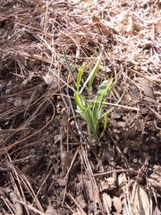 Fritillaria atropurpurea