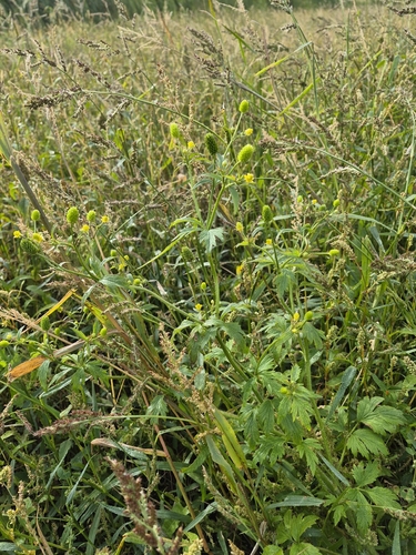 Bristly Crowfoot