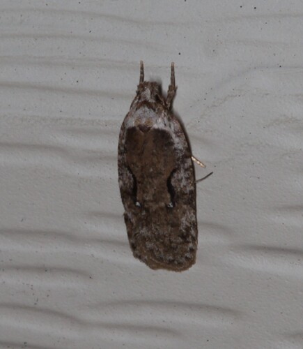 Curved-lined Agonopterix Moth