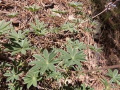 Lupinus argenteus palmeri