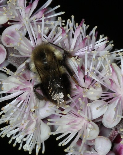 Common Eastern Bumble Bee