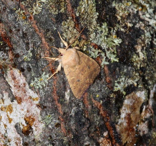 Bicolored Sallow