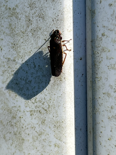 Speckled Sharpshooter
