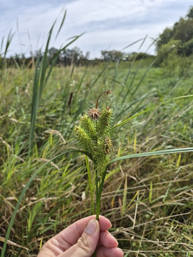 retrorse sedge