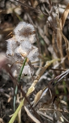Micropus californicus