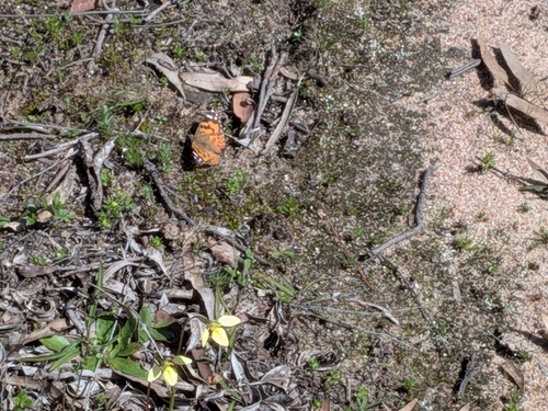 Australian Painted Lady