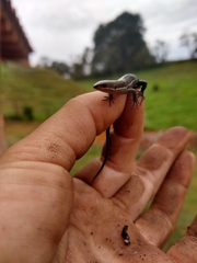 Pholidobolus vertebralis