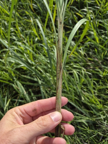 wheat sedge