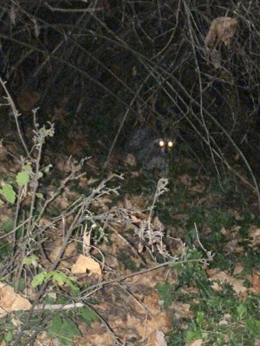 Common Raccoon