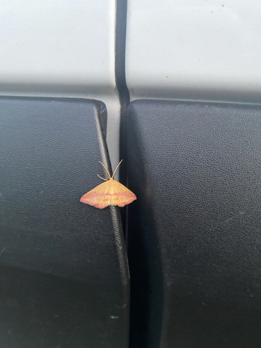 Chickweed Geometer Moth