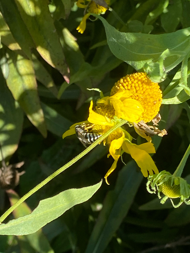 American Sand Wasp