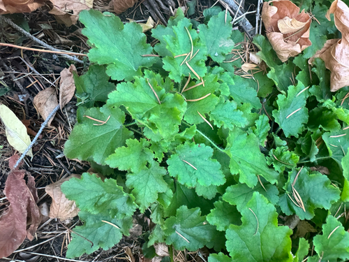 crevice alumroot