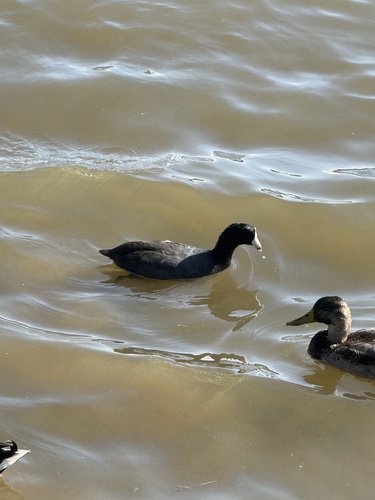 American Coot