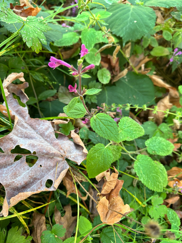 Coastal Hedge-nettle