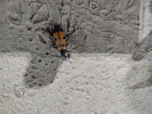 Hycleus phaleratus