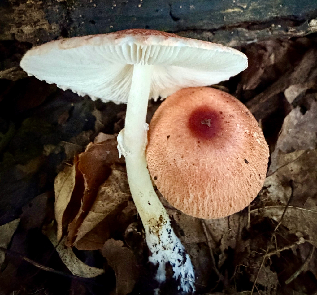 ruby dapperling · September 2026 · photo: Photo: (c) sofi v, some rights reserved (CC BY) · iNaturalist