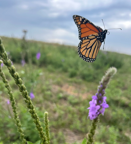 Monarch