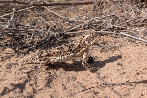 Texas Horned Lizard