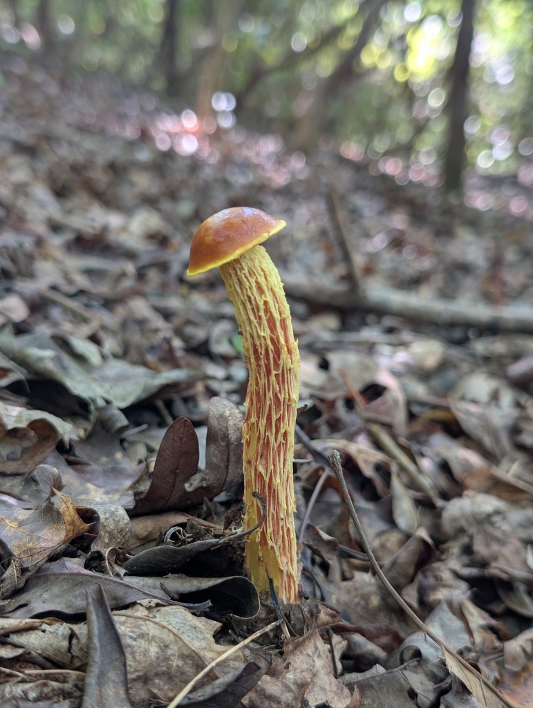 shaggy-stalked bolete · September 2026 · photo: Photo: (c) Sam Taylor, some rights reserved (CC BY) · iNaturalist